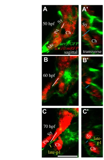 Fig. 5. Time-lapse microscopy reveals concurrent late-p1 andsymplectic outgrowth. C)(A-C�) sox10:mRFP labels cartilages andher5:GFP labels late-p1 and some neural cells in these sections