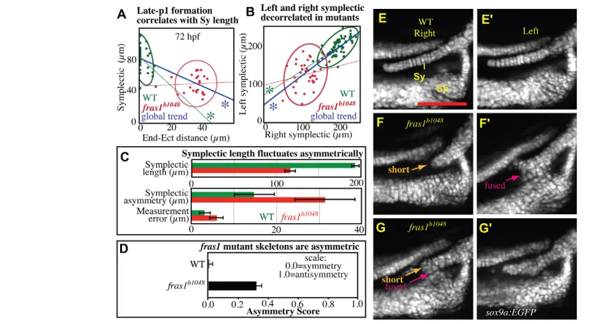Fig. 7. Skeletal phenotypes fluctuate asymmetrically in fras1Aanalysis on fish live-imaged at 7.5 dpf