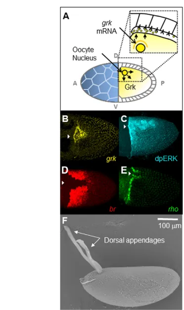 Fig. 1. EGFR-dependent patterning of the follicle cells.(ERK/MAPK pathway. The image shows the spatial distribution of activedouble-phosphorylated form of ERK (dpERK), visualized by the antibodystaining