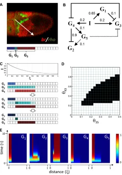 Fig. 2. One-dimensional model and regulatory network.(autonomous and juxtacrine regulatory interactions are denoted by solidand broken lines, respectively