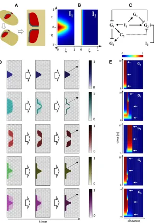 Fig. 3. Two-dimensional pattern formation.(which correspond to the Grk and Dpp gradients,respectively
