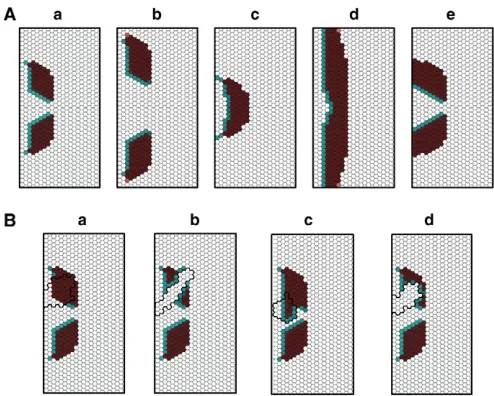 Fig. 4. Computational prediction of brbreffects of genetic mosaics. In all examples shown, the group of mutantcells is enclosed by black solid line