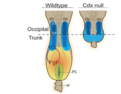 Fig. 6. Schematic representation of the loss of Fgf signaling andposterior growth zone in Cdx null mutant embryos