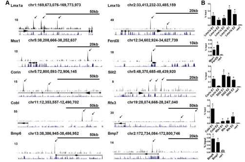 Fig. 1. Chromatin immunoprecipitation of in vitro-differentiated murine mDA progenitors