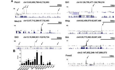 Fig. 3. Foxa2 peaks in genes of the Shh pathway. (bars indicate s.e.m. -ve1, Gli1 (Vokes et al., 2007), including in the genes (A)Foxa2 binding sites were observed in genomic regions previously identified as bound byPtch1, Nkx2-9, Gli1, Hhip and Foxa2