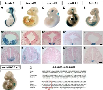 Fig. 4. Foxa2 directly regulates geneswith multiple developmental functions.Gene Ontology (GO) terms from GO Slimfor biological processes associated with FP-specific Foxa2-bound genes