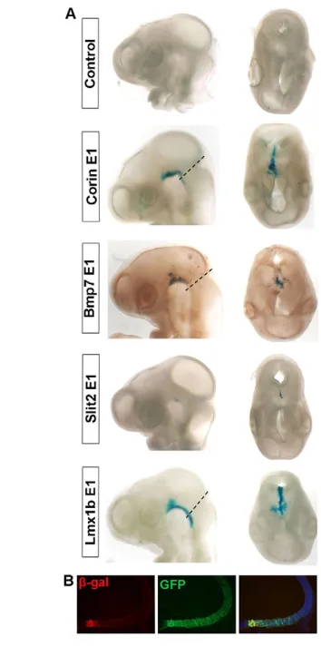 Fig. 6. Screening of candidate enhancer elements bound byFoxa2 in chick embryos. a the test constructs to assess electroporation efficiency and the emptylacZof the midbrain (green), whereas harvested 48 hours post-electroporation are shown in lateral view 