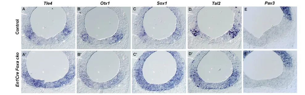 Fig. 7. Inhibition of ventrolateral determinants in the FP of the midbrain. (control littermates