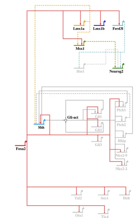 Fig. 8. Model of the Foxa2-driven regulatory network in themidbrain FP. A model for a Foxa2-driven transcriptional networkregulating mDA neuronal and FP specification depicted using standardBioTapestry nomenclature (http://www.biotapestry.org) (Longabaugh 