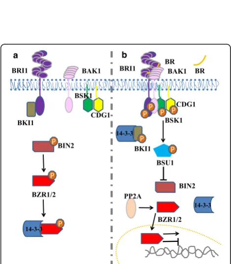 Fig. 2. Brassinolide induces BRI1 heterodimerization with SERKs.BL (BRI1LRR, respectively