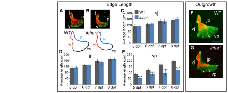 Fig. 2. ihha is required for regional Op growth through cell addition. Aligned and overlapping confocal projections of a wild-type Op (red)