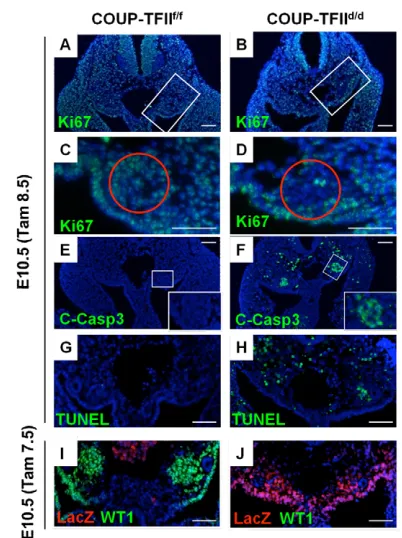 Fig. 4. COUP-TFIIwas administered at E8.5 and embryos were examined at E10.5.Proliferation was determined by Ki67 immunostaining which appearedto show similar Ki67-positive cells for both mutant (B) and control (A).However, upon close examination, the meta