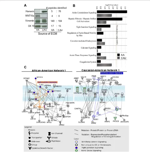 Figure 5 Proteomic analysis of African-American and Caucasian-American breast extracellular matrix molecules (ECM)