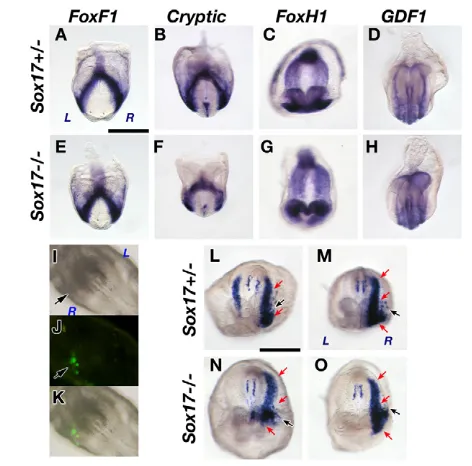 Fig. 3. The LPM is properly specified in Sox17 mutants. (A-H)Foxf1 (A,E), Cryptic (B,F), Foxh1 (C,G) and Gdf1 (D,H) wereexpressed normally in Sox17+/– and Sox17–/– mouse embryos at 5-6 ss.(I-O)Induction of endogenous Nodal expression by ectopic Nodalacti