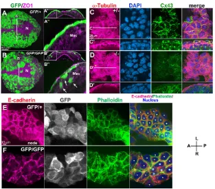 Fig. 7. Loss of Sox17reduction in the membrane localization of Cx43(optical transverse sections in CGFP and actin distribution in endoderm near thenode
