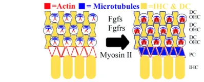 Fig. 10. Developing cell stiffness is dependent on cytoskeletalstructure in the organ of Corti