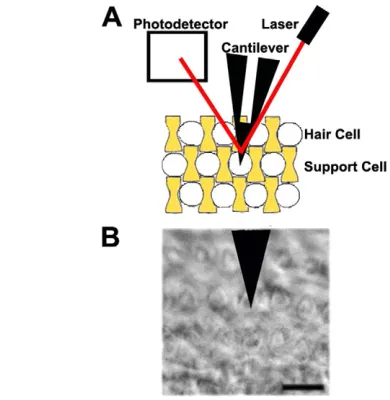 Fig. 1. Atomic force microscope (AFM) setup to measure cellsurface mechanical properties of the inner ear.setup, a cantilever probes sensory hair cells (white) or non-sensorysupport cells (yellow) by measuring deflection of the laser (red)reflected off the