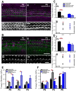 Fig. 6. Developing OHC and PC surface mechanicalproperties correspond to acquisition of actin filamentsand acetylated microtubules, respectively.(A)Representative confocal projections of cochlear cross-