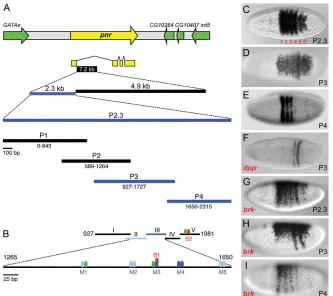 Fig. 2. Dissection of the pnr enhancerreveals a composite expression patterncomprising a dorsal patch and six AP stripes.(A)A segment of Drosophila chromosome 3R