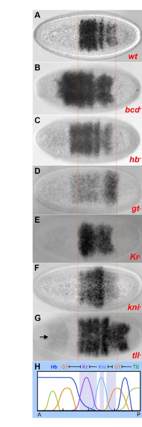 Fig. 6. Gap genes regulate the expression pattern of pnrmutant, stripes 3 and/or 4 were expanded
