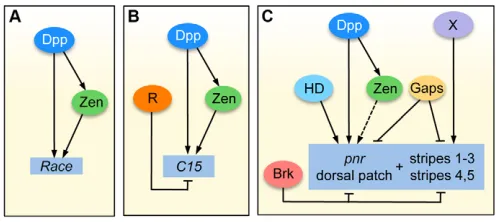 Fig. 7. Comparison of the gene networks that regulate the Dpptarget genes dorsolateral region function with other activators, including a putativehomeodomain factor, to activate repression establishes the ventral border of stripes are also repressed ventra