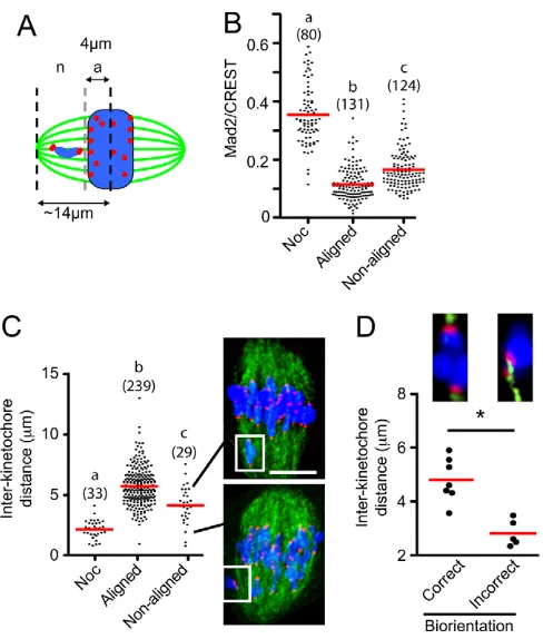 Fig. 3. Cyclin B1 degradation in the presence of non-alignedbivalents. (A)Representative cyclin B1-Venus levels in ten maturingoocytes (n42), expressed as a percentage of the maximumfluorescence