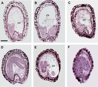 Fig. 1. Endosperm cellularization failure