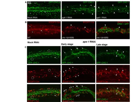 Fig. 7. Interdependent and AP-1-dependent polarized distribution of GFP::CHC-1 and BODIPY-Cer vesicles