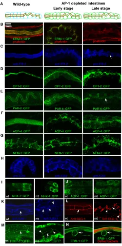 Fig. 3. Placement of polarized transmembranous,submembranous and junction molecules in AP-1-depletedcytoplasmically before being displaced to ectopic lumens (EL): (B) actin(phalloidin), ERM-1 overlay; (C) intermediate filaments (IFB-2); (D) OPT-2; (E) PAR-