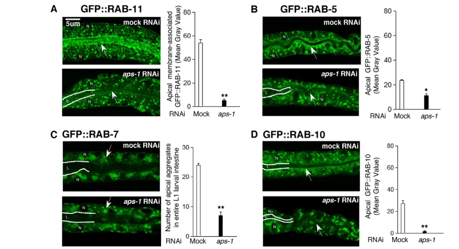 Fig. 4. Effect of clathrin/AP-1 depletion on post-Golgi vesicles. Selective decrease of apical endosomal subfractions in **PGFP::RAB-10 (arrows); note the perinuclear GFP::RAB-10 assembly