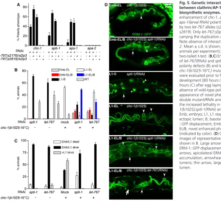 Fig. 5. Genetic interactions