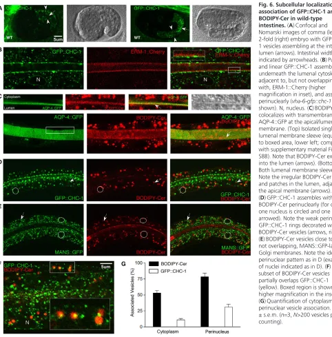 Fig. 6. Subcellular localization and