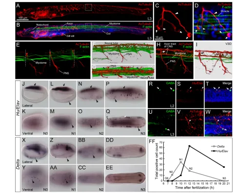 Fig. 1. Distribution of epidermal sensory neurons (ESNs) in amphioxus and expression of ESN markers in early embryogenesis.(are lateral views; Y, AA, CC, EE are ventral views
