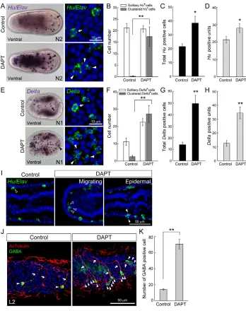Fig. 2. Specification of amphioxus
