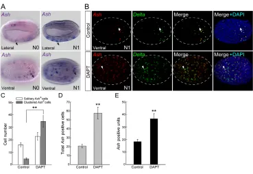 Fig. 3. Amphioxus Achaete-scute