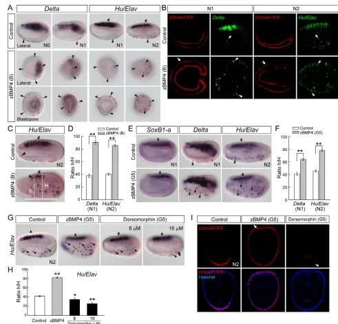 Fig. 4. BMP signaling levels control the distribution of putative ESN progenitor cells in amphioxus embryos