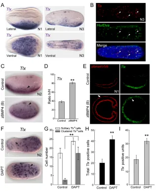 Fig. 5. AmphiTlx expression marks a ventral