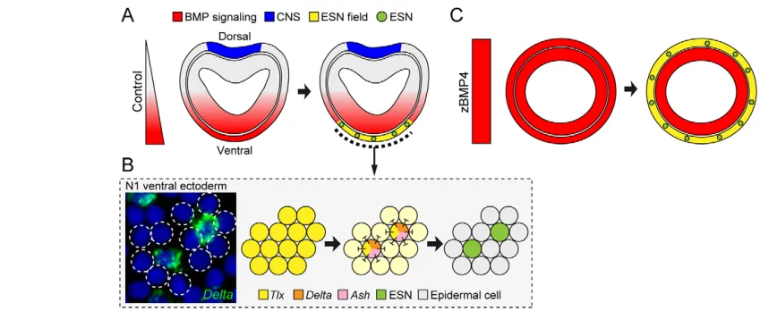 Fig. 6. Schematic models for the development of amphioxus ESNs. (induces the formation of the CNS in the dorsal ectoderm (blue), whereas high levels of BMP signaling induce a putative ESN progenitor field(yellow) in the ventral ectoderm, which is approxima