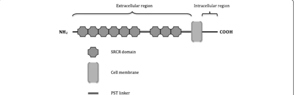 Figure 1 Schematic representation of the structure and domain organization of membrane-bound CD163