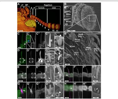 Fig. 1 Sensilla types and distribution onlongitudinally corrugated, connected to a neuron at the socket (sensilla squamiformium [95]are small, smooth, and dome-shaped sensilla restricted to segment 11 (Additional file 3: Figure S3a);enhanced Tribolium cast