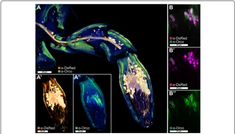 Fig. 4 Orco-immunoreactive sensory neurons in the maxillary palp. a Voltex projection of a CLSM-stack showing antibody enhanced reporterexpression of the EF1-B-DsRed line (a', orange) and Orco-immunoreactive cells (a'', green) in a halved maxillary palp