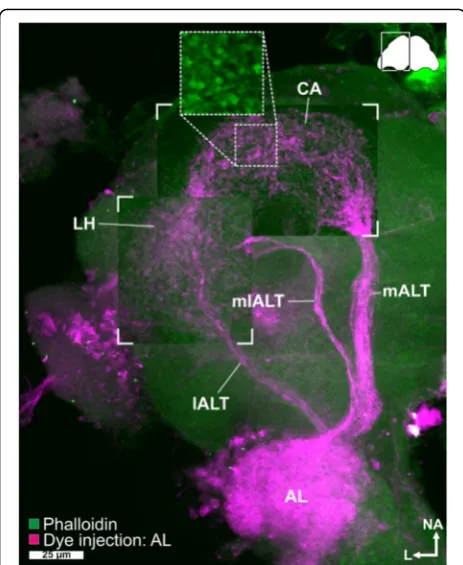 Fig. 5 Antennal lobe tracts. Maximum intensity projection of a CLSMimage stack after dye injection into the AL (magenta) revealed threeantennal lobe tracts – the medial (mALT), mediolateral (mlALT), andthe lateral antennal lobe tract (lALT) – as well as th