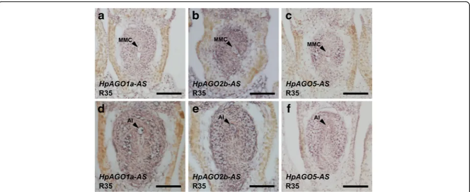 Fig. 6 In situ hybridization of HpAGO1a, HpAGO2b and HpAGO5 in Hieracium. a and d Hybridization of HpAGO1a antisense probe (HpAGO1a-AS)to MMC (a) and FM (d) stage ovary sections from R35