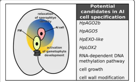 Fig. 8 Summary of potential candidate genes involved in AI cellspecification. A schematic of an ovule from aposporous Hieraciumdepicting postulated conditions required for the initiation of AI celldevelopment