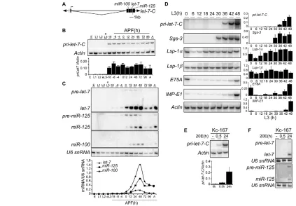 Fig. 1. Developmental profile and 20E induction of pri-let-7-C transcript. (from staged third instar larvae