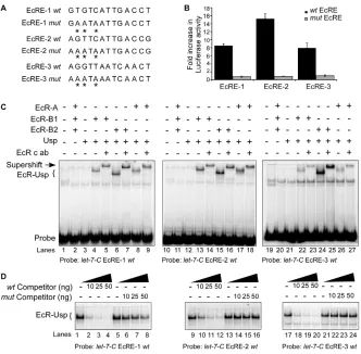 Fig. 3. let-7-C EcREs bind EcR-Uspheterodimer. (A)Wild-type and mutant 