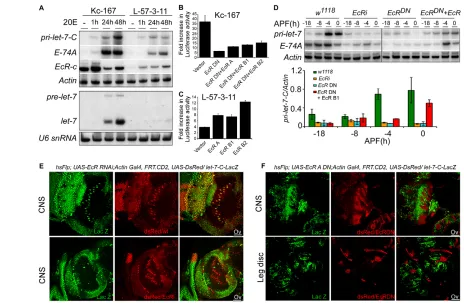 Fig. 5. EcR is required for pri-let-7-C expression. (reduced in EcR-RNAi-expressing clones (left bottom panel)
