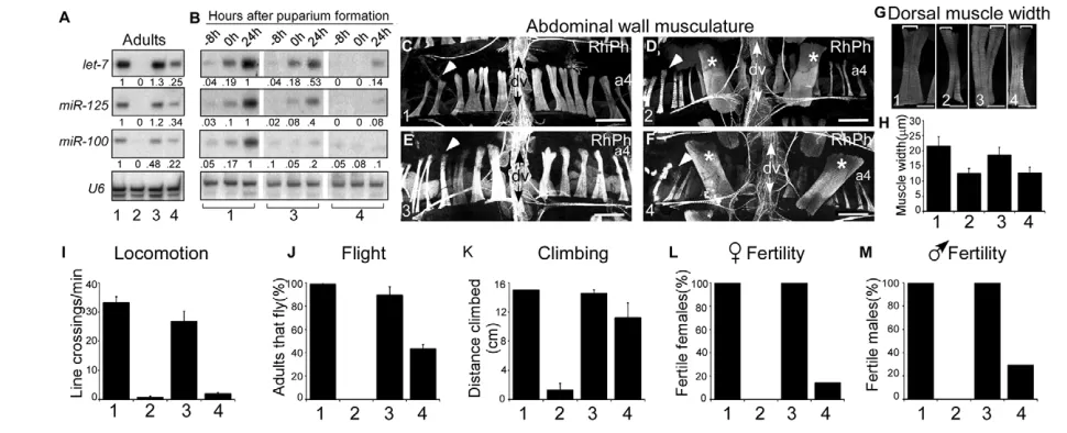 Fig. 6. let-7-C EcREs are required for let-7-Csections of abdominal segment 4 (a4) from 3-day-old Scale bars: 100white asterisks)