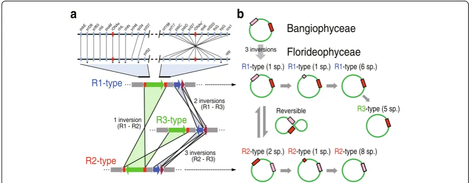 Fig. 2 Synteny analysis and proposed evolutionary pathway for generating the three types of plastid genomes.subclass Nemaliophycidae.circlesthe three types of plastid genome structure in the Florideophyceae and comparison with the R1-type plastid genome in