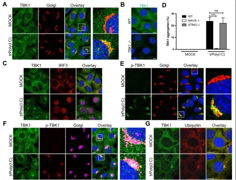 Fig. 3 TBK1 forms aggregates at Golgi apparatus following potent RLR activation.proteins were analyzed by immunofluorescence analysis with specific antibodies